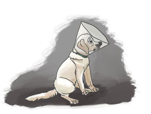 壁を見つめる犬