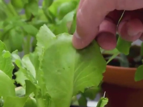 コーラの使い道11