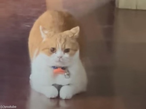 子猫を隠す猫