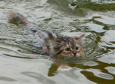 泳ぐ猫01