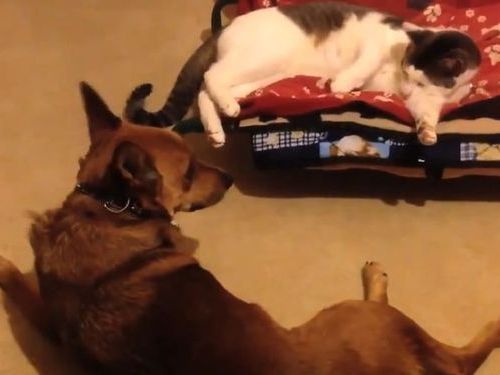 猫にベッドを奪われた犬たち01