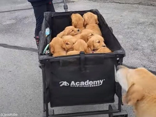 子犬12匹を動物病院まで運ぶ