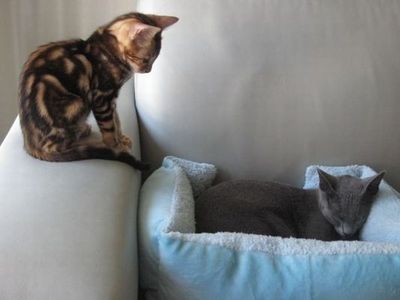猫の場所取り03