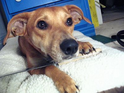 デンジャラス猫&犬18