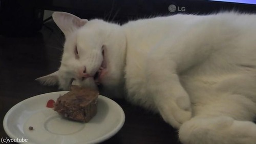 「この猫、夢を見てる」03