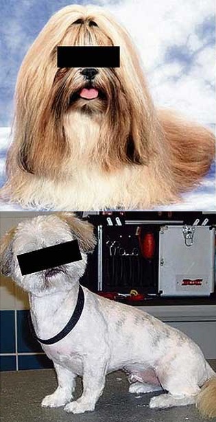 嫉妬したイギリスの男 腹いせに彼女の愛犬を丸刈りにする らばq