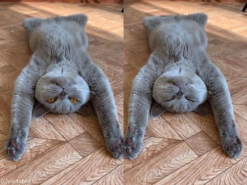 ������˺�줿ǭ02