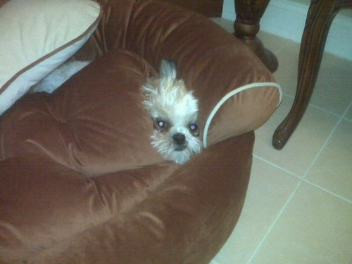 隠れるのが下手な犬たち22