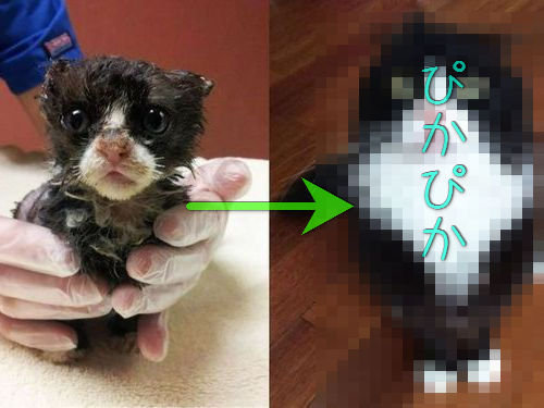 救助された猫00