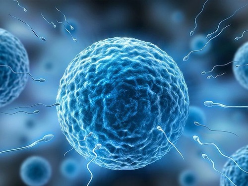 すでに600人の子供がいる精子ドナーの41歳男性…オランダ裁判所が精子提供を禁じる
