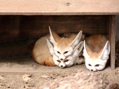 �֥饦���ߤ����ʥ��ĥ�02