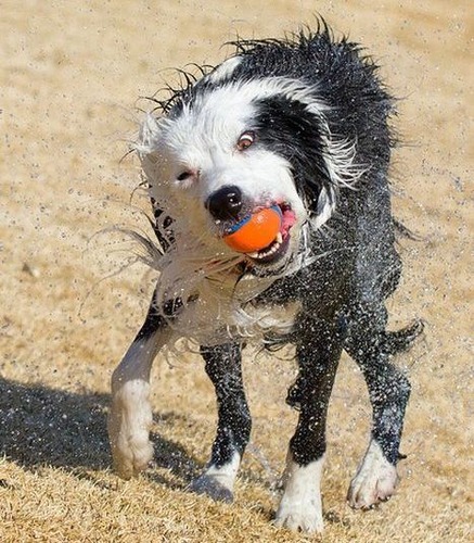 犬のブルブル15