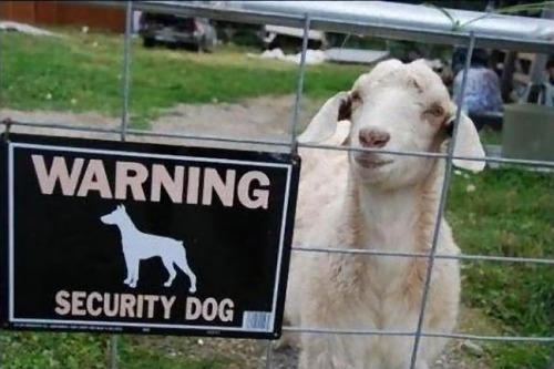 猛犬注意…と思ったら違う例11