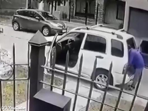 ボクサー犬、飼い主さんを襲った強盗を撃退00