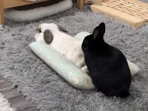 白ウサギのベッドを奪う黒ウサギ