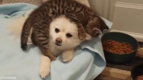 ̵�ٵ��ʻ�ǭ��ͷ�Ӥˡʻ����ʤ����դ��礦�ݥ��˥���03