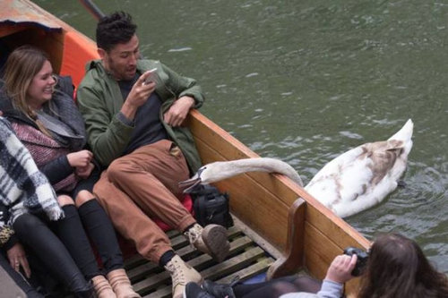 ケンブリッジの暴れん坊な白鳥06