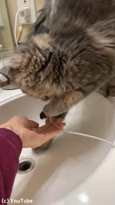 大変!流しに指輪を落としてしまった→猫が大活躍02