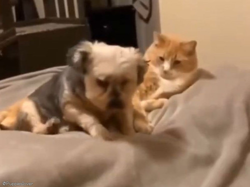 虐待されていた犬が…猫の愛情によって心から癒されるとき