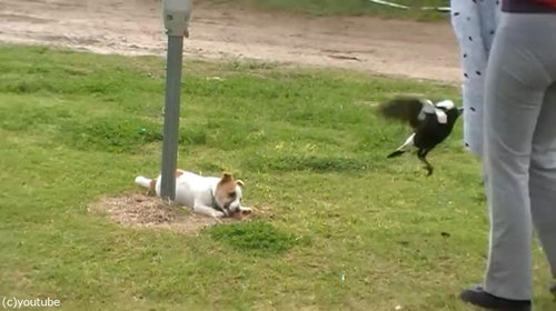 鳥と犬は親友になりうる08