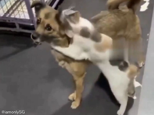 2週間ほど行方不明だった犬が帰ってきたら…猫がハグし続けて離さない