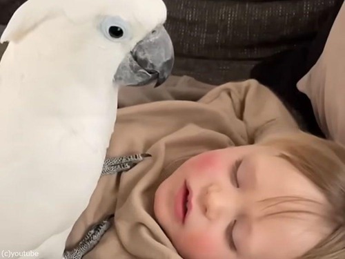 「鋭い爪で大丈夫!?」インコが男の子を優しく起こそうとする（動画）