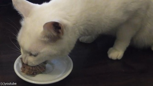 「この猫、夢を見てる」06