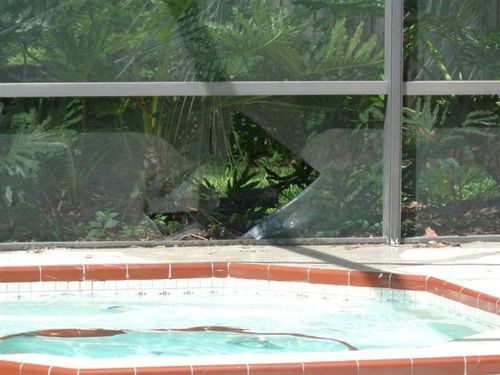 プールに動物20