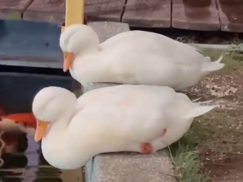 寝落ちするアヒル