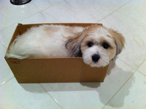 子犬の訓練学校のあと02