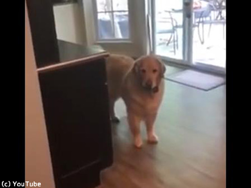 犬「お出かけしないで!」00