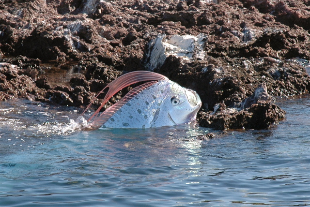 幻の魚 リュウグウノツカイ は数人で抱えるほど巨大 らばq 幻の魚 リュウグウノツカイ は数人で抱えるほど巨大 らばq