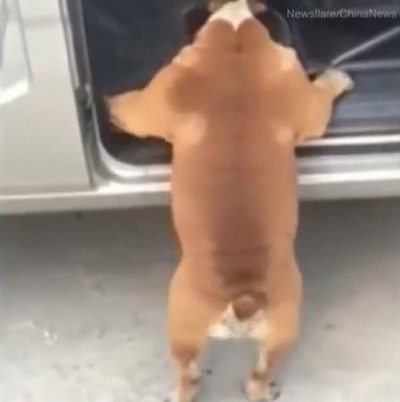 段差に「登れない…」なワンコ01