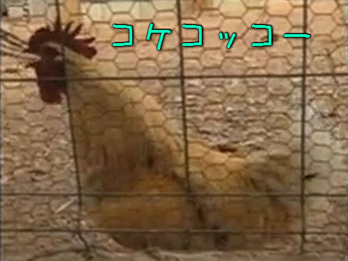 �˥�ȥ�Ρ֥��å����å�����00