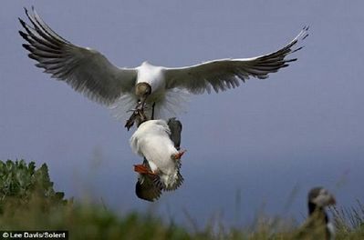 食いしん坊なカモメ03