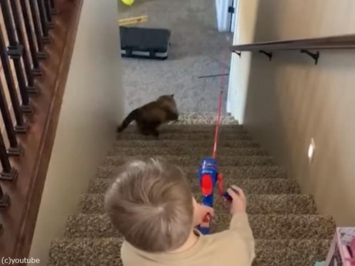 猫を釣るのが得意な少年…おもちゃの釣竿を駆使する（動画）