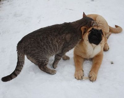 ロシアの犬と猫04
