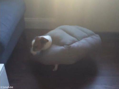 「昼寝をしていた愛犬が別のものに進化」04