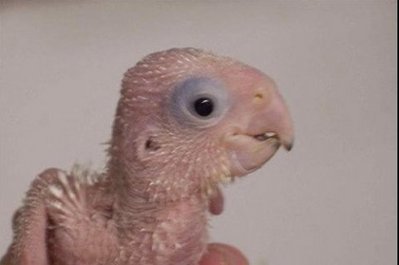 生まれたてのオウム04