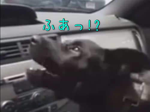 車のエアコンと犬00