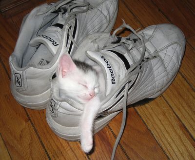 死んだように寝てる猫