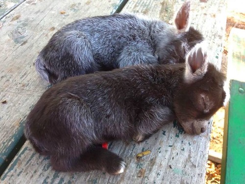 13Baby 赤ちゃん動物たち　Donkey
