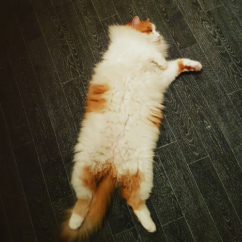 帰宅したら…見知らぬ猫がいる05