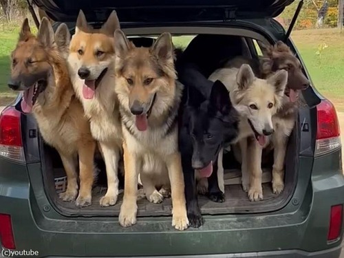 飼い主「この車の後部座席には…何匹の犬が乗っているでしょうか？」（動画）