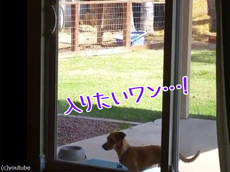 どうしても家に入りたい犬 その方法に驚き 動画 らばq どうしても家に入りたい犬 その方法に驚き 動画 らばq