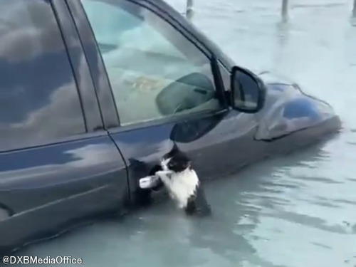 ドバイで大洪水で猫を救出