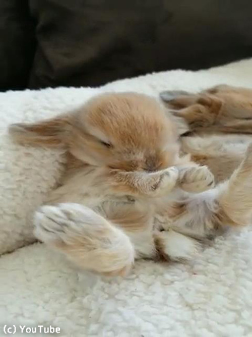 뿲Υ̴ǥ˥󥸥󿩤٤Ƥ03