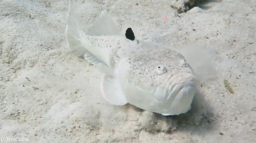 スターゲイザー(魚)の擬態ってすごい01