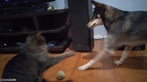 ボールで遊びたい犬と猫02