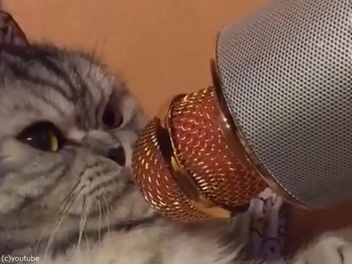 ���饪���ޥ������ܤä�ǭ02